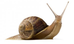 Hurry snail-03
