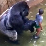 gorilla-and-child-1