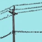 Birds on wire 4